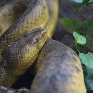 Mcgregor's Pit Viper