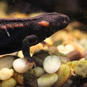 Red-tailed Knobby Newt