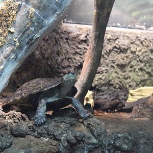 Savanna Side-necked Turte