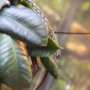 Reisinger's Tree Monitor