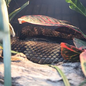 South American Bushmaster