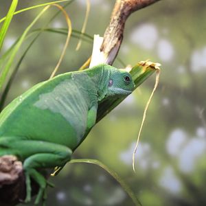 Fiji Banded Iguana