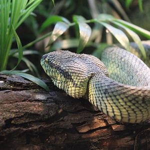 Sri Lankan Pit Viper