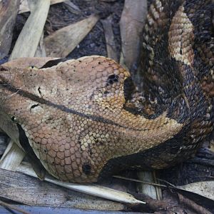 Western Gaboon Viper