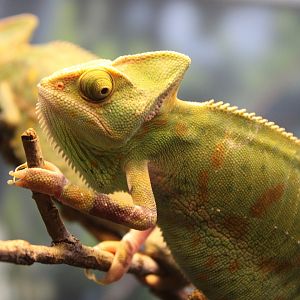 Veiled Chameleon