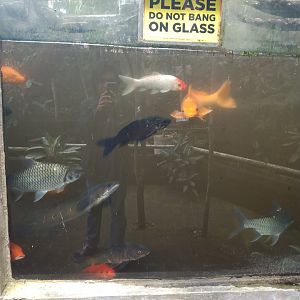 Hampala barb (Hampala macrolepidota), Emperor snakehead (Channa marulioides), and koi (Cyprinus rubrofuscus var. koi)