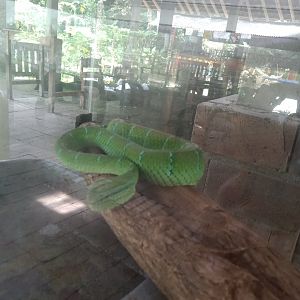 Bornean keeled green pit viper (Tropidolaemus subannulatus) - Sato Loka Resto & Conservation Park