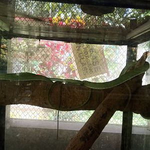 Oriental whipsnake (Ahaetulla prasina) - Sato Loka Resto & Conservation Park