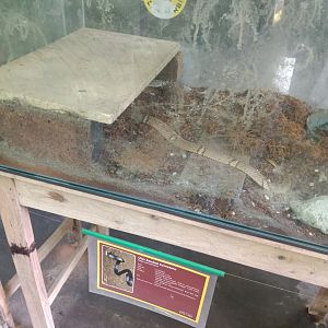 Equatorial spitting cobra (Naja sumatrana) - Sato Loka Resto & Conservation Park