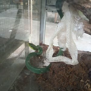 Red-tailed racer (Gonyosoma oxycephalum) - Sato Loka Resto & Conservation Park