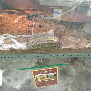 Amethyst Python (Simalia amethistina) - Sato Loka Resto & Conservation Park