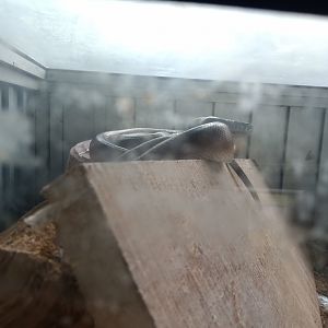 D'Albertis' python (Leiopython albertisii) - Sato Loka Resto & Conservation Park