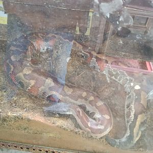 Blood Python (Python brongersmai) - Sato Loka Resto & Conservation Park