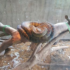 Mollucan Python (Simalia clastolepis) - Sato Loka Resto & Conservation Park