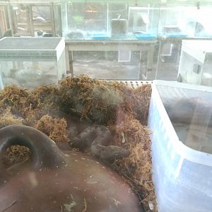 Tasma's Bevel-nosed Boa (Candoia paulsoni ssp. tasmai) - Sato Loka Resto & Conservation Park