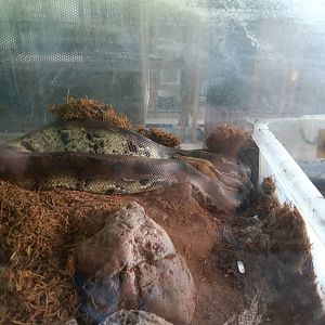 Sumatran short-tailed python (Python curtus) - Sato Loka Resto & Conservation Park