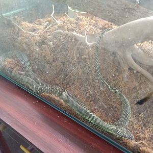 Paradise flying snake (Chrysopelea paradisi) - Sato Loka Resto & Conservation Park