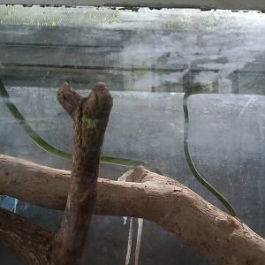 Malayan whip snake (Ahaetulla mycterizans) - Sato Loka Resto & Conservation Park