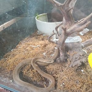 Common Mock Viper (Psammodynastes pulverulentus) - Sato Loka Resto & Conservation Park