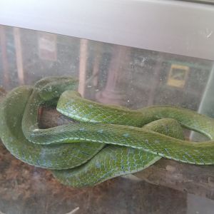 Hagen's pit viper (Trimeresurus hageni) - Sato Loka Resto & Conservation Park
