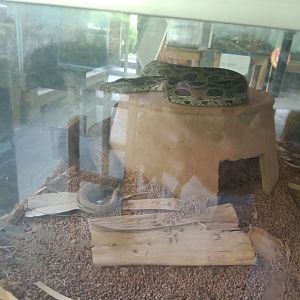 Eastern Russell's viper (Daboia siamensis) - Sato Loka Resto & Conservation Park