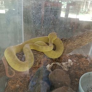White-lipped Island Pitviper (Trimeresurus insularis) - Sato Loka Resto & Conservation Park