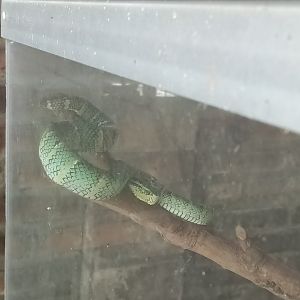 Wagler's palm pit viper (Tropidolaemus wagleri) - Sato Loka Resto & Conservation Park