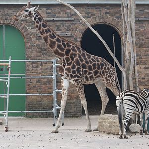 Giraffe and Zebra