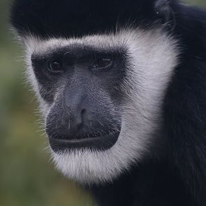 Colobus Monkey