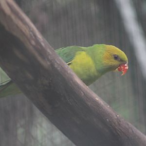 Olive-headed lorikeet (Trichoglossus euteles) - Bird Park