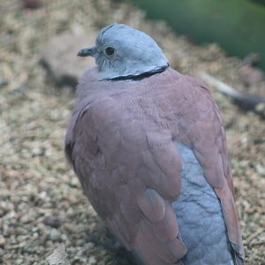 Indochinese red turtle dove (Streptopelia tranquebarica tranquebarica) - Bird Park