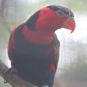 Vogelkop black-capped lory (Lorius lory lory) - Bird Park