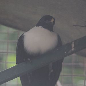 Southern white-necked myna (Streptocitta albicollis albicollis) - Bird Park
