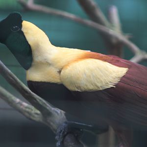 Red bird-of-paradise (Paradisaea rubra) - Bird Park