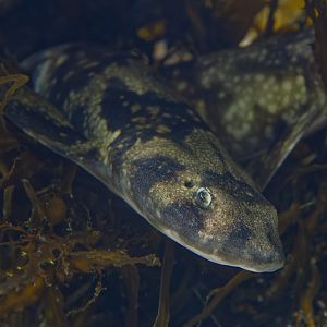 Puffadder shyshark