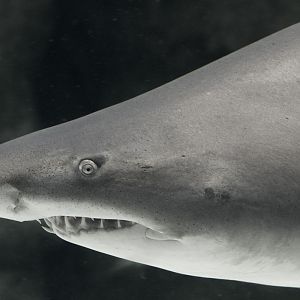 Sand tiger shark