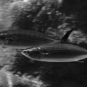 Atlantic bonitos
