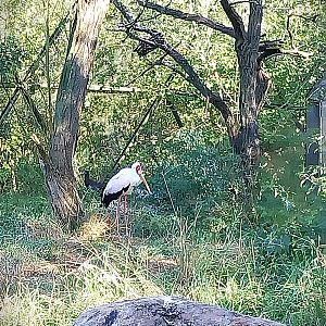 African Aviary - Yellow-billed Stork (Mycteria ibis)
