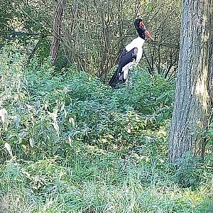 African Aviary - Saddle-billed stork (Ephippiorhynchus senegalensis)