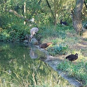 African Aviary - Hadaba ibis (Bostrychia hagedash)