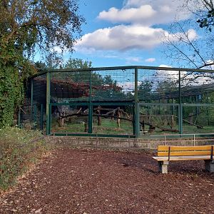 Roloway Guenon (Cercopithecus roloway)