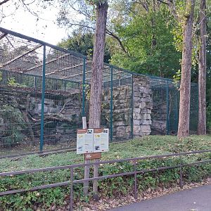 Unstriped Tamandua (Tamandua tetradactyla nigra)