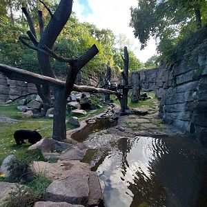 Spectacled Bear Canyon (Tremarctos ornatus) and Bush dog (Speothos venaticus)