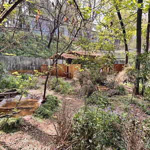 Reeve’s Muntjac Exhibit