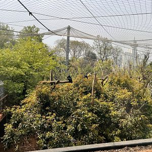 Hornbill Aviary