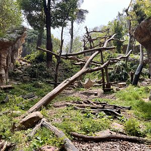 Asiatic Black Bear Exhibit