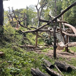 Asiatic Black Bear Exhibit