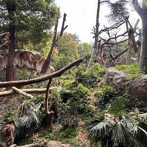Asiatic Black Bear Exhibit