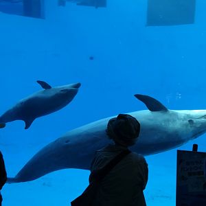 Common Bottlenose Dolphin (Tursiops truncatus)