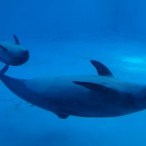 Common Bottlenose Dolphin (Tursiops truncatus)